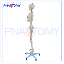 PNT-0104 Skeleton Model,Artificial Skeleton,Skeleton Anatomy Model